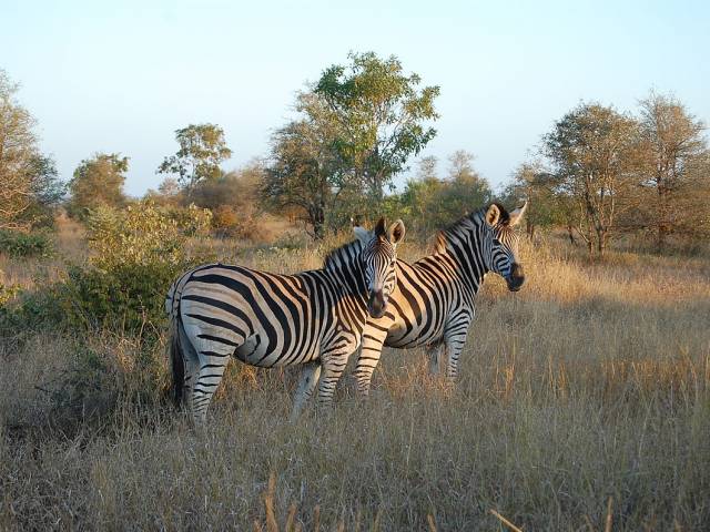 Kruger National ParK
