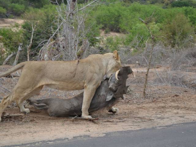 Kruger National ParK