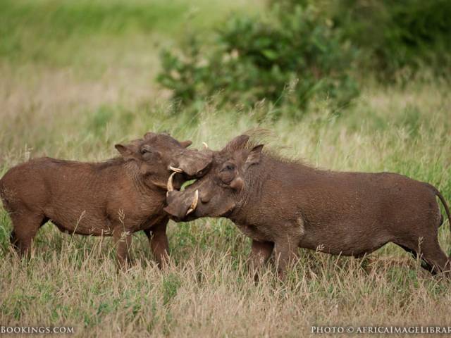 Kruger National ParK