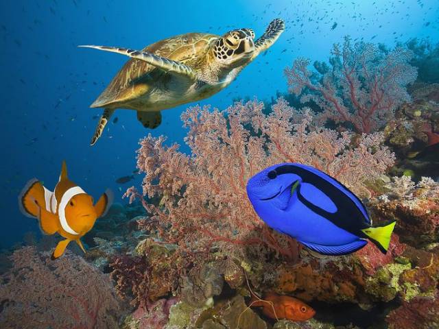 Great Barrier Reef