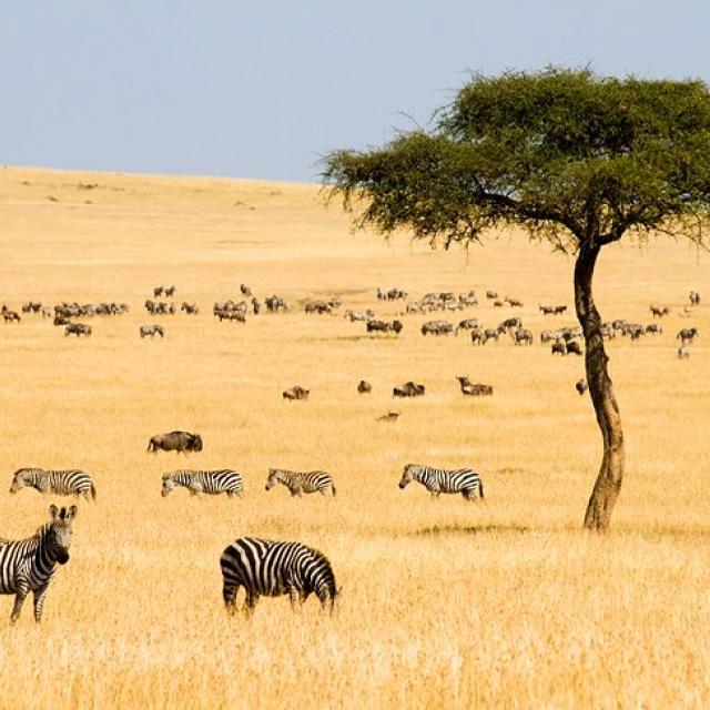 MAASAI MARA